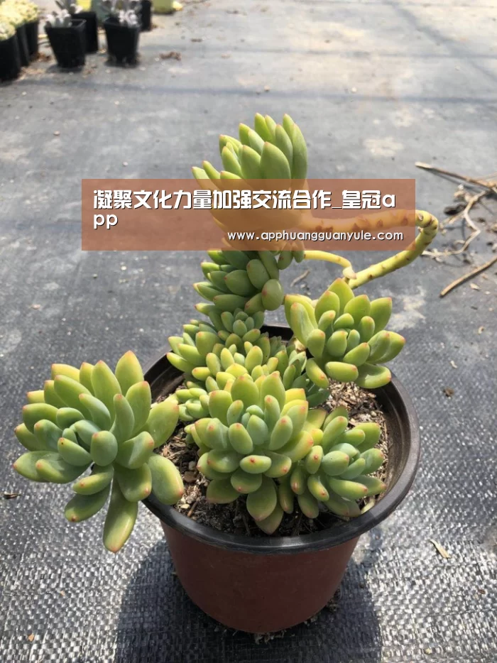 凝聚文化力量加强交流合作_皇冠app(图1) 凝聚文化力量加强交流合作_皇冠app(图1)